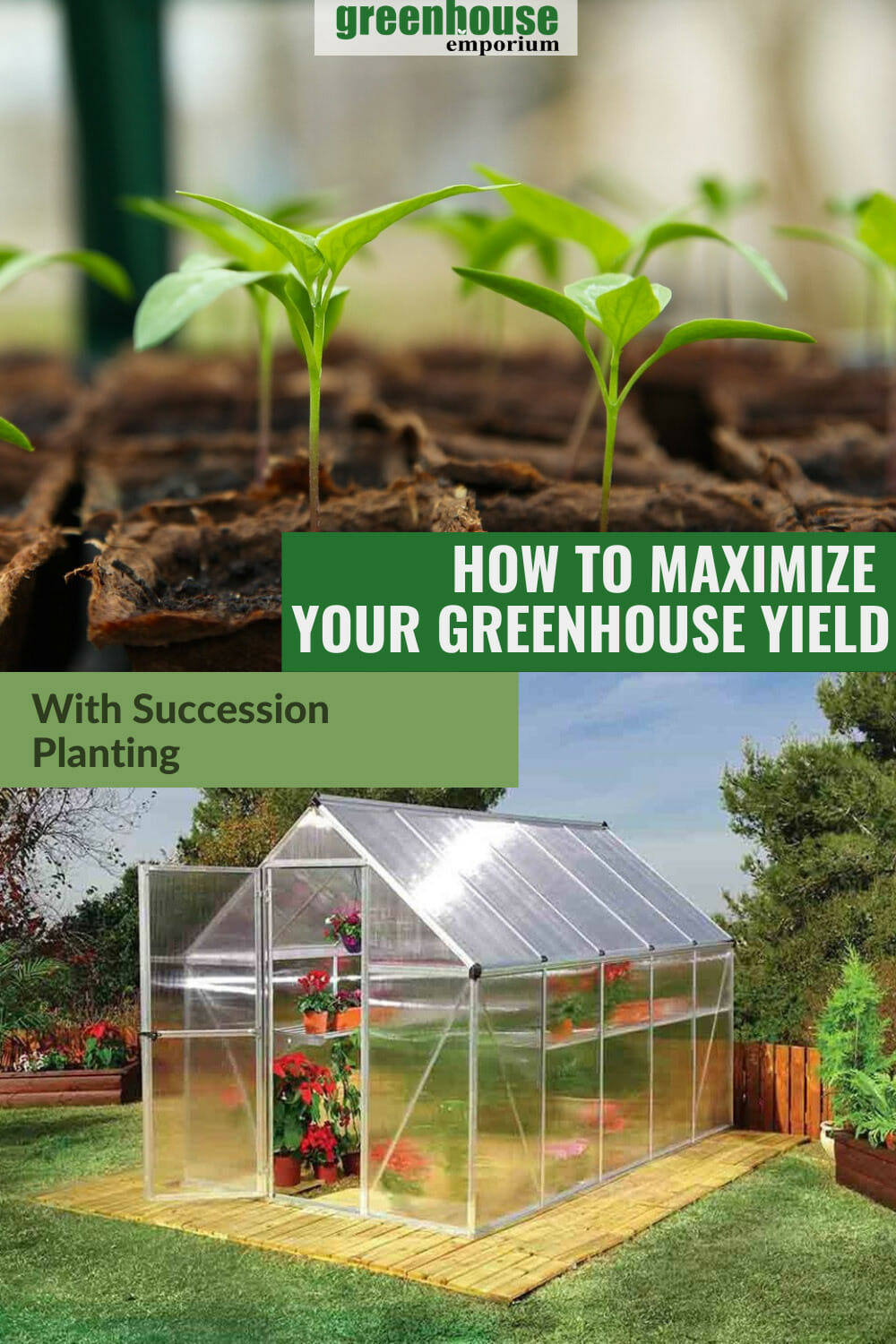 Maximize Your Greenhouse Garden: A Succession Planting Guide