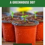Small seedlings in pots with text: What Does a Greenhouse Do?