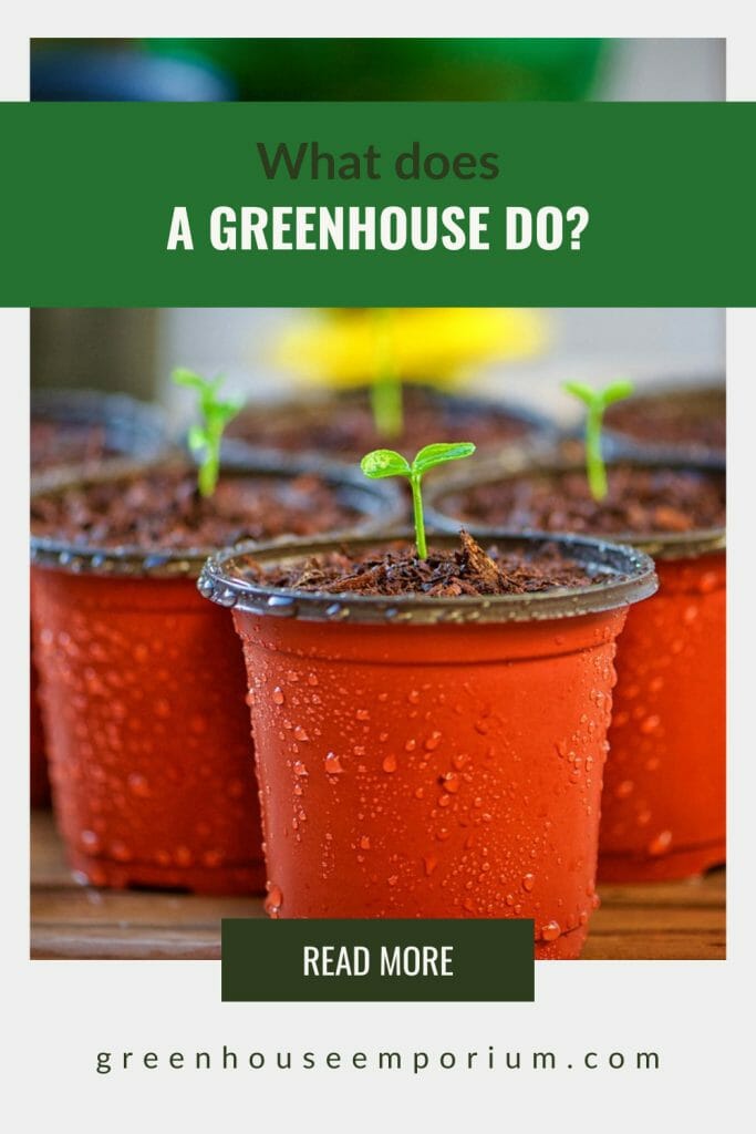 Small seedlings in pots with text: What Does a Greenhouse Do?