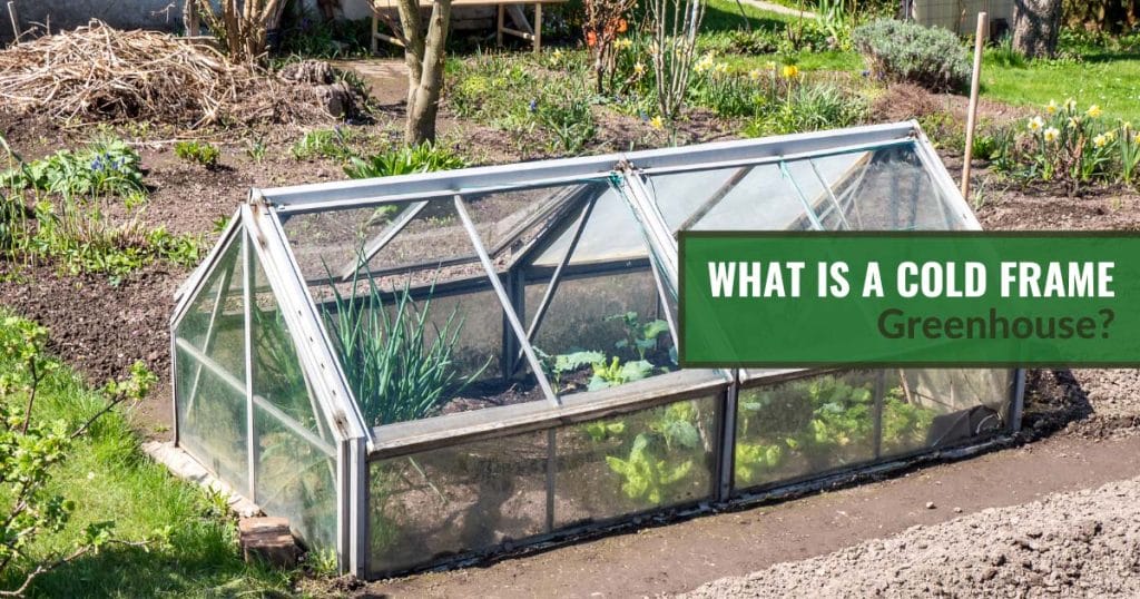 Cold frame in a garden with the text: What Is a Cold Frame Greenhouse?