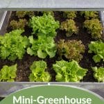 Lettuce in mini greenhouse with text: Mini-Greenhouse Positioning Sunlight Matters