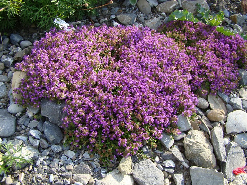 Low growing thyme with purple flowers