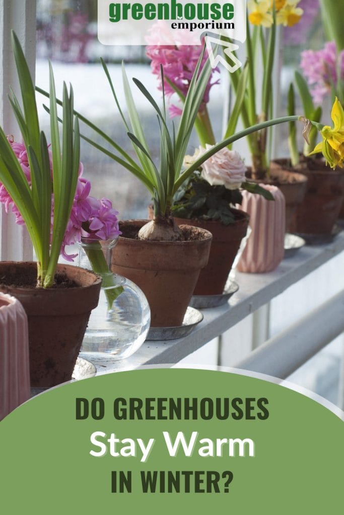 Flowers on window shelf with text: Do Greenhouses Stay Warm in Winter?