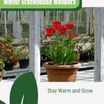 Tulips blooming in greenhouse with text: Winter Greenhouse Wonders Stay Warm and Grow