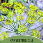 Dill flower starting to seed with text: Harvesting Dill Leaves, Seeds, and Flower Heads