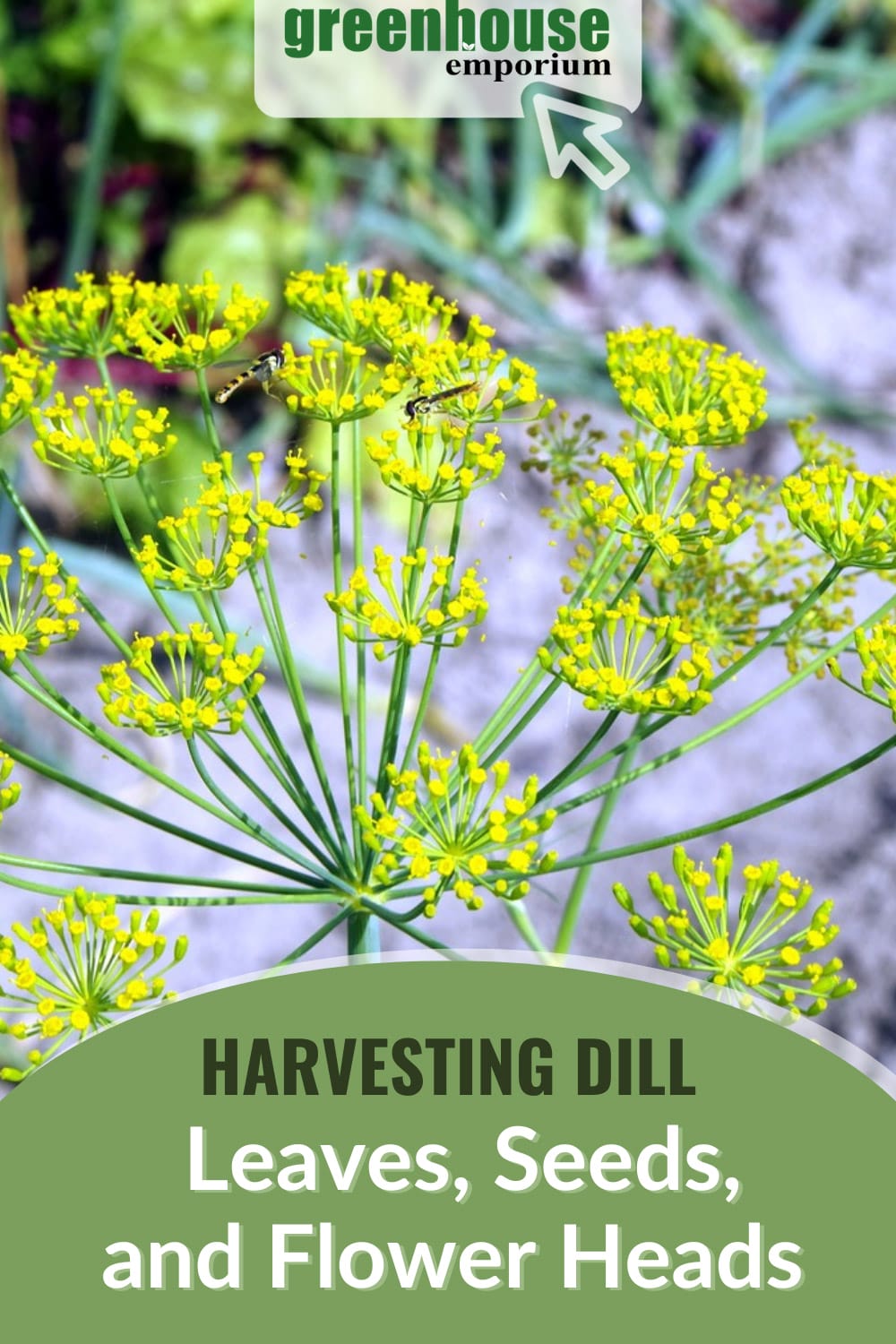 How To Grow Dill In A Greenhouse Greenhouse Emporium