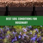 Soil in trays and rosemary in flower with text: Best Soil Conditions for Rosemary