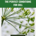 Dill flower forming seeds with text: Soil & Temperature The Perfect Conditions for Dill
