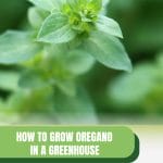 Oregano plant with text: How to Grow Oregano in a Greenhouse The Ultimate Guide