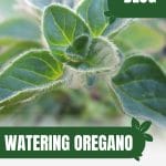 Oregano leaves close view with text: Watering Oregano Less is More