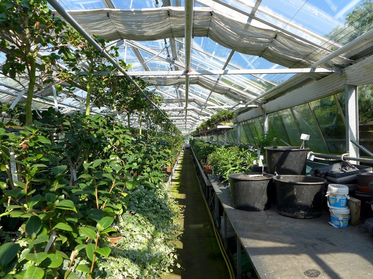 greenhouse vs direct sunlight