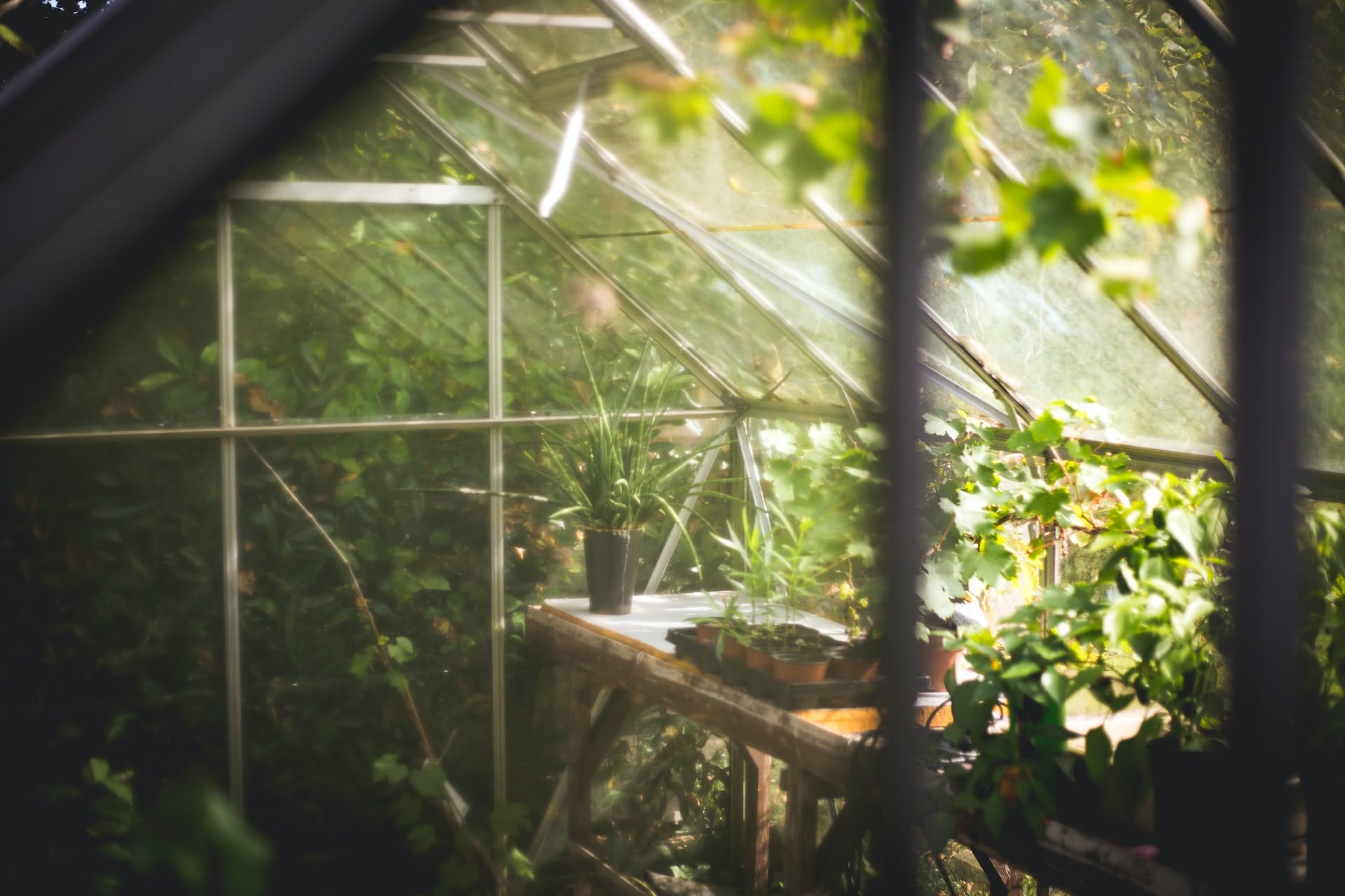 how hot do greenhouses get