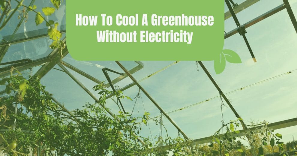 How To Cool A Greenhouse Without Electricity Ultimate Guide
