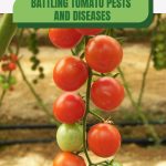 Green and red tomatoes on vine with text: Battling Tomato Pests and Diseases A Comprehensive Guide