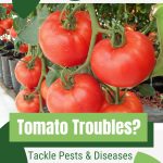 Tomatoes on vine with text: Tomato Troubles? Tackle Pests and Diseases Effectively