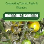 Unripened tomatoes on vine with text: Conquering Tomato Pests and Diseases Greenhouse Gardening