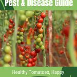Green and red tomatoes hanging on vines with text: Pest and Disease Guide Healthy Tomatoes, Happy Greenhouse