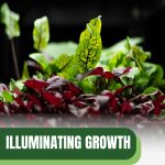 Greens under grow lights with text: Illuminating Growth T5 Bulbs for Greenhouse Plants