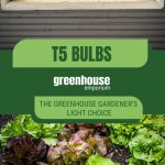 T5 bulb and lettuce plants with text: T5 Bulbs The Greenhouse Gardener's Light Choice