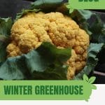 Colored cauliflower head with text: Winter Greenhouse Gardening 101