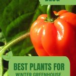 Red bell pepper with text: Best Plants for Winter Greenhouse Gardening