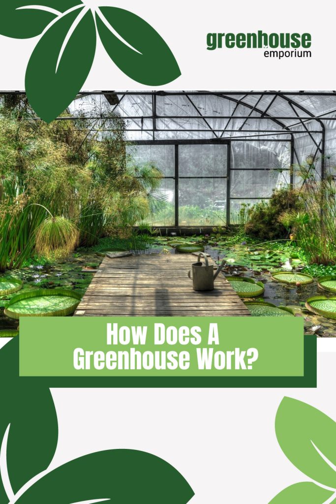 Interior greenhouse with plants with text: How Does a Greenhouse Work?