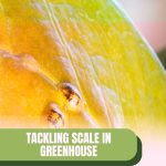 Scale on leaf with text: Tackling Scale in Greenhouse A Comprehensive Guide