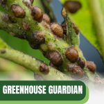 Close view of scale on stem with text: Greenhouse Guardian Combatting Scale