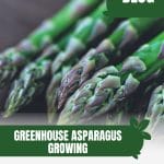 Asparagus spears with text: Greenhouse Asparagus Growing A Guide to Green Spears