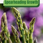 Growing asparagus tips with text: Spearheading Growth Asparagus in the Greenhouse