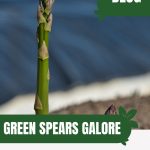 Asparagus tip with text: Green Spears Galore Greenhouse Asparagus Growing