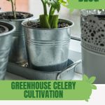 Cut celery stalk growing in pail with text: Greenhouse Celery Cultivation Crunchy Greens at Home