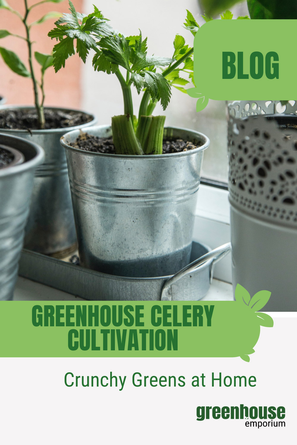 How To Grow Celery In A Greenhouse Greenhouse Emporium