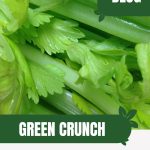 Close up of celery leaves and stalks with text: Green Crunch Celery in the Greenhouse