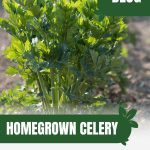 Celery growing with text: Homegrown Celery Greenhouse Growing Guide