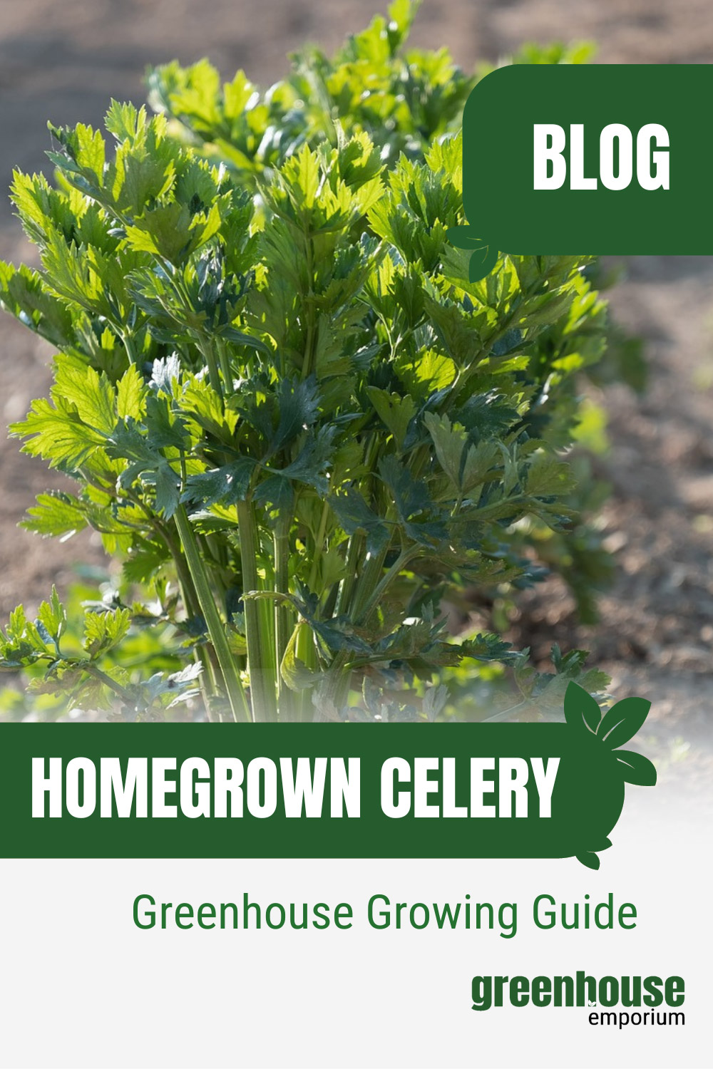 How To Grow Celery In A Greenhouse Greenhouse Emporium