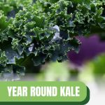 Curly kale leaves with text: Year Round Kale Gardening Made Easy