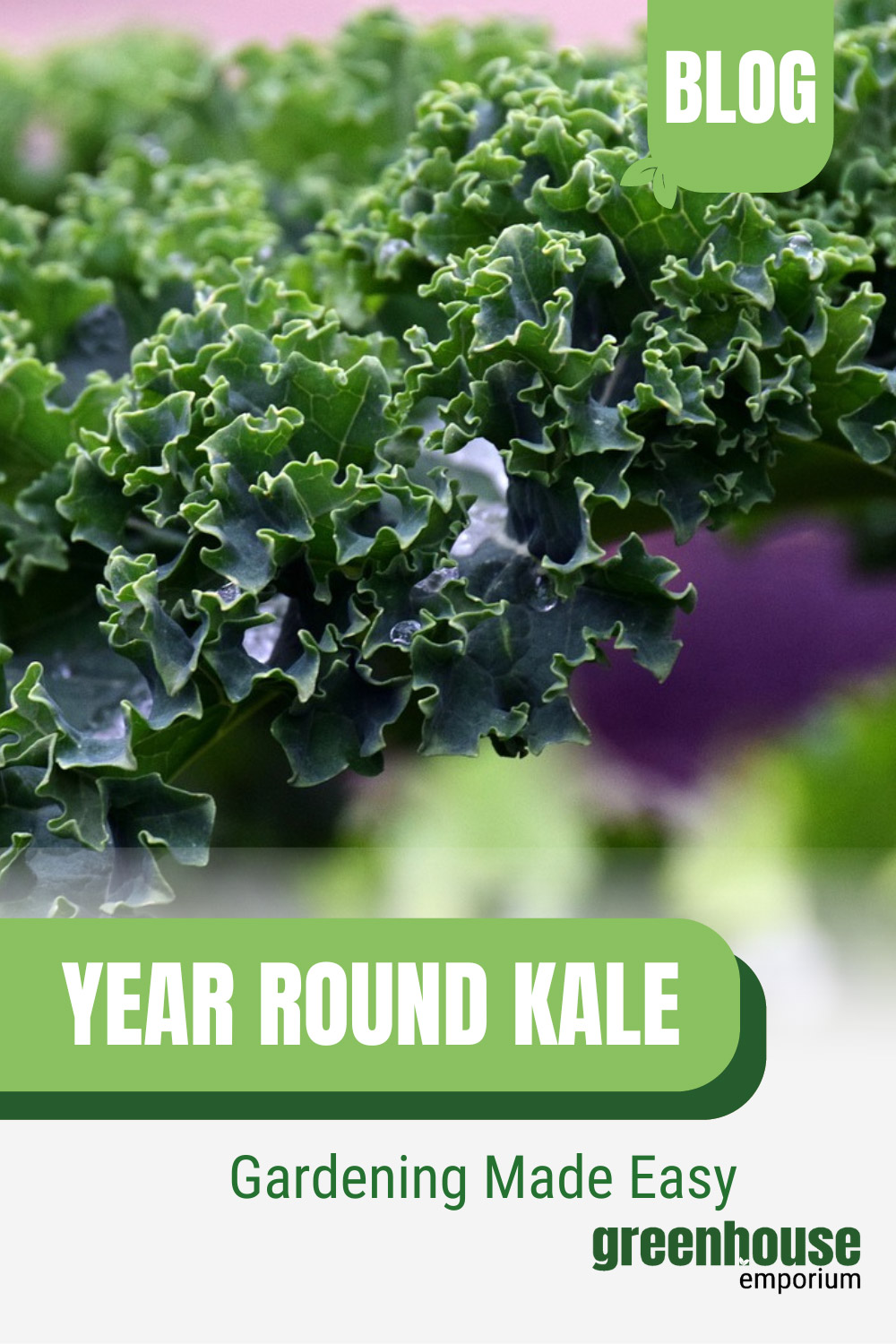 How To Grow Kale In A Greenhouse Greenhouse Emporium