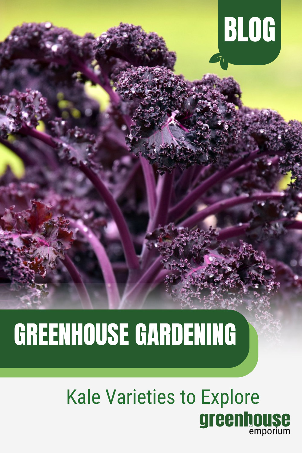 How To Grow Kale In A Greenhouse Greenhouse Emporium