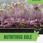 Purple and green kale leaves with text: Nutritious Kale A Greenhouse Gardening Guide