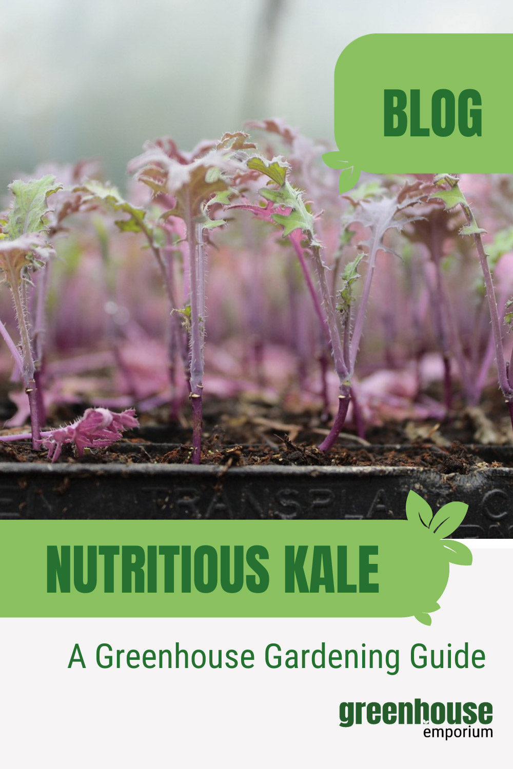 How To Grow Kale In A Greenhouse Greenhouse Emporium