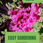 Pink and green kale leaves with text: Easy Gardening Grow Kale in Your Greenhouse