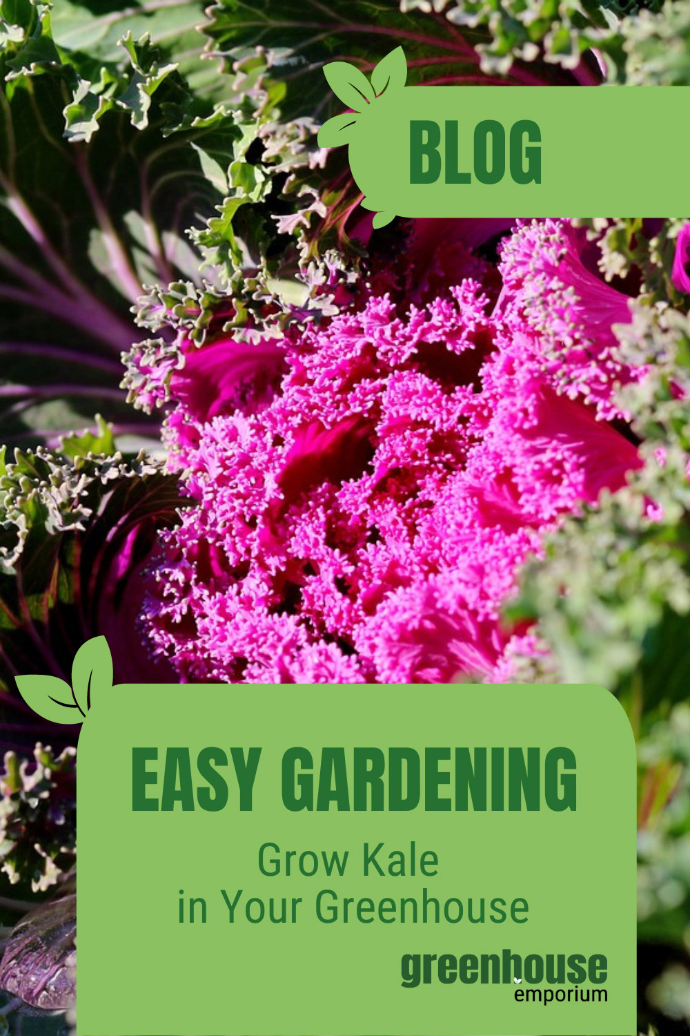 How To Grow Kale In A Greenhouse Greenhouse Emporium