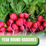 Radish bunches with text: Year Round Radishes Greenhouse Gardening Guide