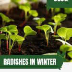 Radish seedlings with text: Radishes in Winter Greenhouse Growing Tips