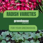 Radishes and radish leaf seedlings with text: Radish Varieties for your Greenhouse