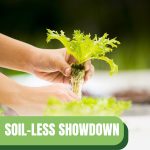 Lettuce grown in soil-less method with text: Soil-Less Showdown Aeroponics vs Hydroponics