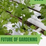 Herbs growing in greenhouse hydroponic system with text: Future of Gardening Aquaponics vs Hydroponics