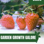 Strawberries on stem with text: Garden Growth Galore Aeroponics vs Hydroponics