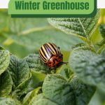 Insect on leaves with text: Winter Greenhouse Pest Control